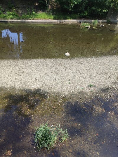 The image shows a shallow riverbed with clear water flowing over a gravel bottom. A strip of light-colored gravel runs diagonally across the frame, dividing the river into two sections. The left section is deeper and has some submerged rocks and vegetation. The right section is shallower, revealing more of the gravel. Lush green trees and foliage line the bank on the top of the frame, casting shadows on the water and gravel. There is a concrete embankment along the top edge of the river. A clump of green grass grows in the shallow water on the bottom right. The scene is likely located in Bielsko-Biała, Poland, given the natural setting and the type of riverbed often found in the region.