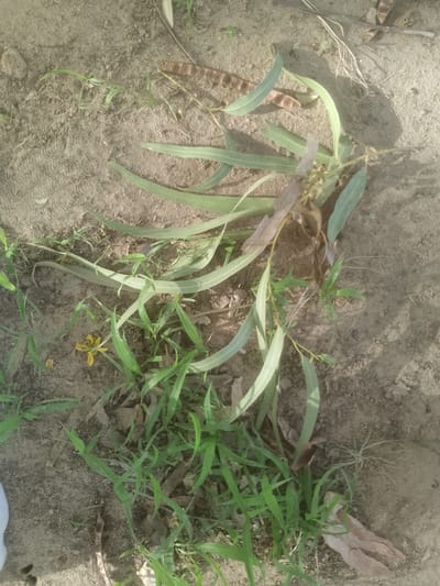 The image shows a close-up view of dry, sandy soil with scattered green grass and a branch with long, thin, pale green leaves. Several dry seed pods, brown in color and elongated in shape, are visible on the ground. There is also a small, yellow flower on the ground, near the base of the grass. The lighting suggests it is daytime, with shadows cast on the soil. No people or specific structures of Majemu, Nigeria are identifiable.