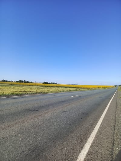 The image depicts a paved road in a rural setting under a clear blue sky. The road is two lanes wide with a white line marking the right edge. On the left side of the road, a vast field of yellow sunflowers stretches towards the horizon, bordered by a strip of dry grass and scattered trees. Several utility poles are visible along the roadside. The perspective is from ground level, looking down the road as it recedes into the distance. There are no people or vehicles immediately visible in the foreground, although a few distant cars can be seen on the road. The overall environment suggests a warm, sunny day in a location like Studentsy, Russia, known for its agricultural landscapes.