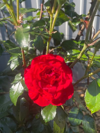 A close-up shot of a vibrant red rose blooming amidst green foliage. Water droplets glisten on the petals and leaves, suggesting recent rain or dew. The rose is in full bloom, its velvety petals tightly curled inwards towards the center. The background features a blurred gray fence with vertical lines, indicative of an urban or suburban setting. The lighting suggests it is daytime, with sunlight illuminating the scene, creating highlights and shadows on the plant. The image does not depict any people or specific landmarks that would identify its location in Myrhorod, Ukraine.