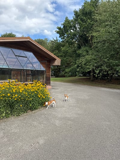 This image depicts an outdoor scene within the city of Hornsea, United Kingdom. The foreground features a light grey, asphalt or gravel paved path. To the left, a modern building constructed primarily of horizontal timber cladding stands, adjoined by a large glass greenhouse on its front face. The greenhouse has a visible open roof vent and an internal ladder. Adjacent to the greenhouse and extending left is a dense bed of bright yellow flowers, consistent with Rudbeckia species. Two small, short-haired dogs are on the paved path. The dog on the left, primarily brown and white, is positioned close to the flower bed, with its head lowered as if sniffing the blossoms. The second dog, fawn and white, stands further back on the path, facing towards the viewer. The background consists of numerous large, mature deciduous and coniferous trees, indicating a park or garden environment, under a sky with visible blue patches and scattered white clouds. The scene is illuminated by natural daylight.