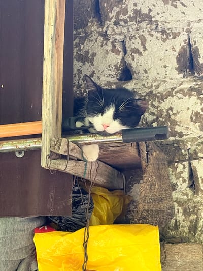 A black and white kitten is sleeping on a shelf in an outdoor, possibly rural, setting. The kitten's head is resting on a black object, and its body is mostly hidden behind a wooden support. A white paw is visible. The background consists of a rough, textured stone wall. In front of the wall and below the shelf, there are several items, including yellow plastic bags, black trash bags, and some gray fabric. The overall environment appears somewhat unkempt and utilitarian. The image was taken in the city of Shanovo, Bulgaria.