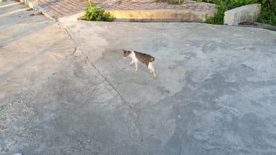 A tabby cat with white paws and chest walks on a concrete surface in Uteunreutoh, Indonesia. The cat is facing left and its tail is slightly raised. The concrete area is part of an outdoor space, possibly a patio or courtyard, with some vegetation and paved areas visible in the background. The lighting suggests it is either early morning or late afternoon.