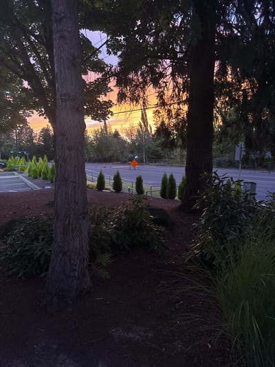 A street scene at dusk. Two large trees frame the view of a road with a sunset in the distance. A construction sign is visible on the road, with evenly spaced small trees lining the roadside. Ground cover, including various plants and grasses, occupies the foreground. The image is taken from an elevated perspective, giving a view over the garden and onto the street.