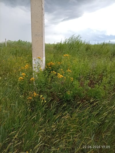 The image depicts an outdoor scene with a concrete post in the foreground, slightly to the left of center. The post is weathered and appears to be a utility pole or marker. Surrounding the post is abundant green vegetation, including tall grasses and clusters of small yellow flowers. In the background, more greenery stretches towards the horizon, with a cloudy sky overhead. The sky is dominated by heavy, grey clouds, suggesting overcast or impending rain. The overall environment is natural and rural, with no visible signs of human habitation or activity, apart from the concrete post. The date and time stamp "22.06.2026 19:05" is visible in the bottom right corner of the image, indicating when the photograph was taken. There are no people or animals present in the image.