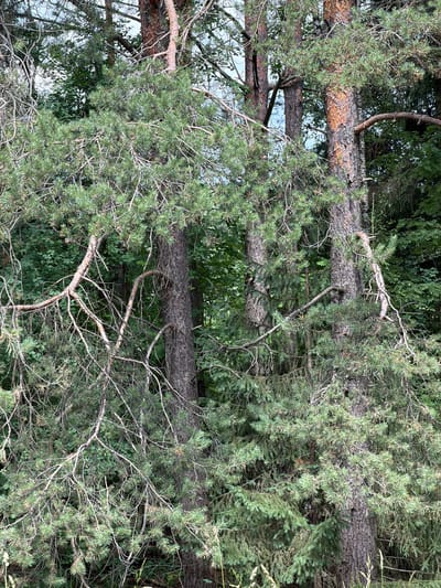 The media file shows a close-up, overhead view of fallen pine trees in a forest setting. The scene is dominated by the rough, textured bark of the tree trunks and the dense, green needles of the pine branches. Some branches are thick and sturdy, while others are thin and delicate, creating a complex, interwoven pattern. The lighting suggests it is daytime, with dappled light filtering through the canopy, creating shadows and highlights on the bark and needles. The overall impression is one of natural disorder, as if the trees have recently fallen and settled into their new positions. There are no people or animals visible, and the focus is solely on the natural elements of the forest. The location is identified as Pavlovskii, Russia.