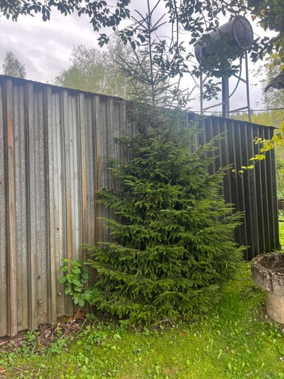 A static outdoor scene captured in Strigailiškis, Lithuania, features a dense, dark green evergreen tree, likely a spruce or fir, positioned centrally and prominently in the foreground. Immediately behind the tree, and extending across the majority of the background, is a tall, weathered corrugated galvanized metal fence or wall, exhibiting vertical panels and signs of discoloration and light rust. In the upper right quadrant of the image, above the fence line and partially obscured by tree branches, an elevated cylindrical metal water tank is visible, supported by a metal frame structure, with a green pipe or hose extending downwards. The ground in the foreground is covered in green grass with patches of smaller, lighter green plants near the base of the metal wall. A light-colored, weathered stone structure, possibly a trough or planter, is partially visible in the lower right corner. The sky overhead is overcast and light grey. No individuals, overt actions, or interactions are depicted.