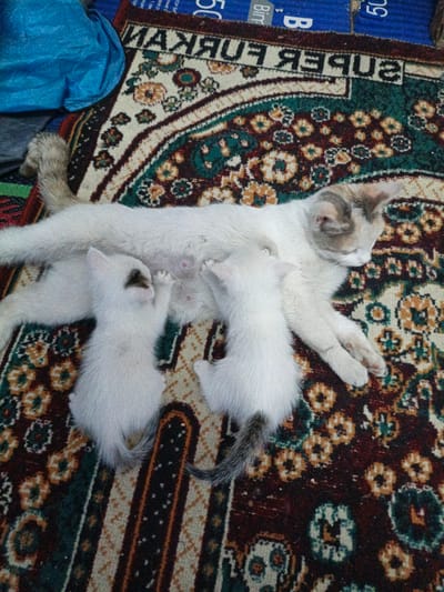 In Vahdat, Tajikistan, a mother cat, predominantly white with some grey and tan markings on her head, lies on a richly patterned rug. She is nursing two white kittens. The rug has a floral design with motifs in burgundy, teal, and tan. To the left of the mother cat, a crumpled blue fabric is visible. The scene depicts a quiet moment of maternal care.