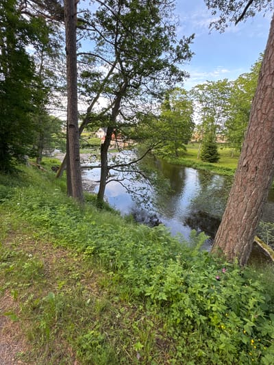 The image depicts a natural scene along a riverbank in Keila-Joa alevik, Estonia. The foreground is dominated by lush green vegetation, including grass, various leafy plants, and some small yellow and pink wildflowers. A well-worn dirt path runs along the left side of the frame. Two prominent tree trunks are visible on the right side of the image, one in the immediate foreground with rough bark and another slightly further back with smoother bark.

Beyond the vegetation, a body of water, likely a river, flows from the background towards the viewer. The water's surface reflects the blue sky, clouds, and the surrounding greenery. Trees line the opposite bank of the river, with a clear blue sky with scattered white clouds overhead. In the middle ground, across the river, a building with a red roof and light-colored walls is partially visible, nestled amongst the trees. The overall impression is one of a serene and verdant natural environment within a park-like setting. There are no people or animals visible in the image.