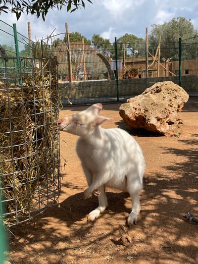 An albino wallaby is depicted standing within an outdoor animal enclosure at a facility in Sant Llorenç des Cardassar, Spain. The marsupial, characterized by its white fur, is positioned on reddish-brown dirt ground, with its snout pressed into a tall, cylindrical metal feeder overflowing with dried hay, suggesting feeding behavior. Its eyes are closed, and its left foreleg is slightly raised. To the right of the wallaby, a large, irregularly shaped, porous light-brown rock rests on the ground. The background reveals a green metal mesh fence, behind which are visible wooden structures characteristic of an animal habitat, including logs and elevated platforms, set amongst green trees and shrubs. The sky above is partially cloudy, and distinct shadows are cast across the foreground dirt by unseen overhead elements.