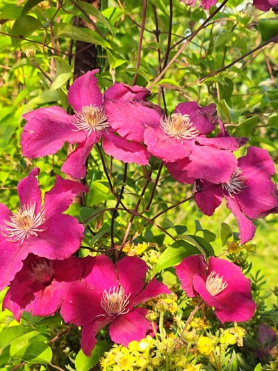 In Kalinka, Russia, a close-up photograph captures a cluster of vibrant magenta clematis flowers blooming amidst lush green foliage. The clematis petals are broad and slightly ruffled, with delicate white stamens at their centers. Interspersed with the clematis are small, yellow flowers. The background is softly blurred, suggesting a sunny garden environment. The image focuses on the texture and rich color of the flowers, with the stems and leaves providing a natural backdrop.