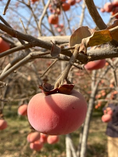 A close-up photograph captures a single, unharvested, reddish-orange persimmon fruit (likely Diospyros kaki) hanging from a bare, brown branch in an orchard located in Bazar-e Panjva'i, Afghanistan. The fruit, positioned slightly right of the frame's center, exhibits a matte, subtly dusty or fuzzy surface texture, with a visible dark calyx and stem attaching it to the branch. Sunlight illuminates the left side of the fruit, casting a soft shadow on its right. Surrounding the prominent fruit are numerous other bare branches, some with remnants of dry, curled brown leaves. In the blurred midground and background, an expanse of similar deciduous trees laden with ripe, reddish-orange fruits is visible. The ground beneath the trees is covered with dry, sparse vegetation, appearing yellowish-brown. A clear, light blue sky is discernible through the upper branches. A partially obscured, blurred human figure, wearing a dark top and light-colored lower garments, is visible in the far-right background among the trees.
