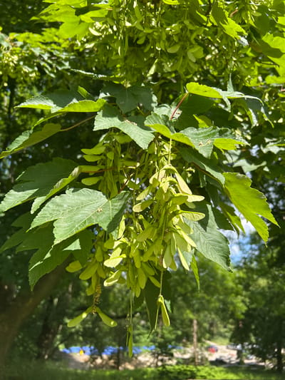 This image captures a close-up view of a tree branch adorned with clusters of green, winged seeds, commonly known as samaras. The leaves of the tree are a vibrant green, indicating a summer season. The sunlight filters through the foliage, creating dappled light and shadow. In the blurred background, trees and greenery are visible, suggesting an outdoor, possibly park-like setting. A hint of a blue sky is present, peeking through the leaves. The overall scene is one of natural growth and the life cycle of a tree. This image was taken in the city of Tczew, Poland.