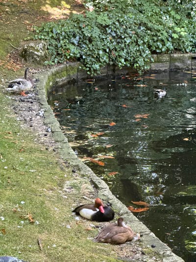 The image depicts a pond in the Campo de San Francisco park in Oviedo, Spain. Several ducks are visible, with three resting on the grassy bank and one swimming in the dark water, which is populated by numerous koi fish. Lush green foliage forms a backdrop to the pond. The overall scene is one of a tranquil park setting.
