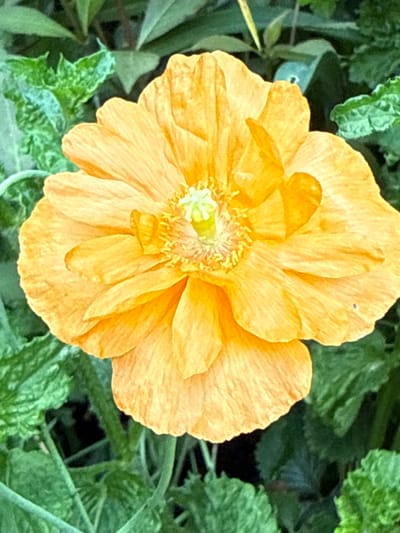 A close-up, top-down shot features a vibrant orange poppy bloom. The poppy's petals are layered and slightly crinkled, with delicate veins visible. At the center of the flower, a light green pistil and yellow stamens are prominent. The flower is set against a backdrop of lush, green foliage, which is slightly out of focus, creating a soft, blurred effect. The leaves are various shades of green, with some appearing more textured and ruffled than others. The lighting appears natural, suggesting an outdoor setting. There are no people or man-made structures visible in the image.