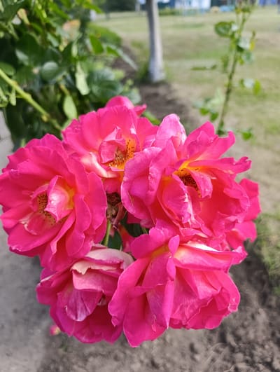 A cluster of bright pink roses is in sharp focus in the foreground of this vertical, medium-shot image. The roses have many petals, some of which are lighter pink or white on the inside, and the centers show hints of yellow and brown stamen. Behind the flowers, a green leafy branch is visible on the left, and a thorny vine is growing vertically on the right. The background is blurred, showing a grassy area with some light-colored structures and trees in the distance, suggesting an outdoor park or garden setting in the village of Velykodolynske, Ukraine. The ground in the foreground is a mix of gray concrete and darker soil.