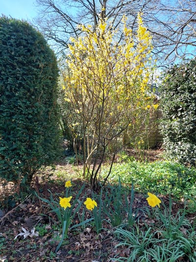 The image depicts a garden scene likely in springtime. A forsythia bush, laden with yellow flowers, is a prominent feature. A dark green evergreen hedge is in the foreground. The ground cover includes daffodils with bright yellow blooms and mixed vegetation. In the background, there appears to be a wooden fence obscured by foliage. Bare tree branches are visible in the upper left against a blue sky. Based on the prompt's information, the image is taken in Ganderkesee, Germany. There are no people visible in the scene.
