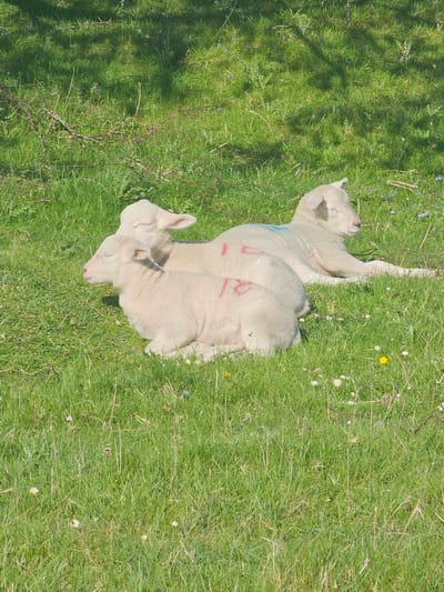 Two lambs lie nestled together on a patch of green grass, bathed in sunlight. One lamb rests its head near the other's body. The location appears to be a grassy field in Halkyn, United Kingdom.