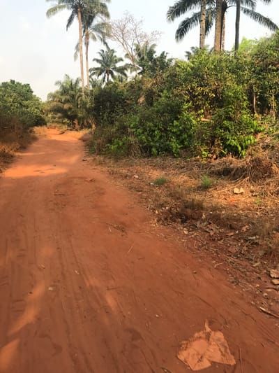 This media file presents a landscape scene from Ogodo, Nigeria, dominated by a reddish-brown dirt path or road. The path occupies the lower and central part of the image, showing distinct tire tracks embedded in the lateritic soil, suggesting regular passage of vehicles or bicycles.
The road is flanked on both sides by dense, verdant vegetation. Numerous palm trees, characterized by their tall, slender trunks and large fronds, are prominently visible, particularly on the left side of the path. Interspersed with the lush greenery are some trees with bare, skeletal branches, which might indicate a specific tree species or the effects of a dry season. The undergrowth bordering the path is a mix of green foliage and dry grasses, with some scattered debris like fallen leaves and a light-colored piece of paper or plastic on the ground near the edge of the road.
The sky, visible through the canopy and in the upper portions of the image, is bright and clear, suggesting daytime with sunny weather. Sunlight casts soft shadows on the road surface. There are no people, animals, or specific activities depicted in the scene, conveying a sense of quiet natural or semi-rural environment. No visible text is present.