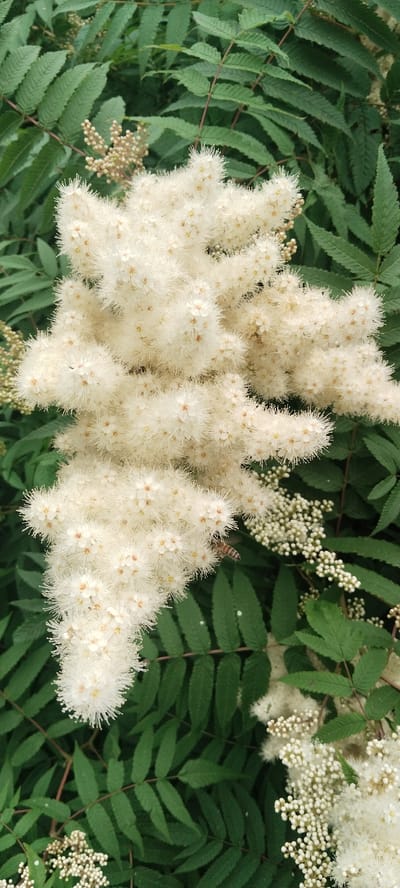 A close-up, vertical, medium shot captures a cluster of fluffy white flowers with small yellow centers, likely a type of meadowsweet or spirea, against a backdrop of dark green, serrated leaves. A single bee with brown and yellow stripes is visible on the lower right side of the white flower cluster, appearing to interact with the blossoms. The background foliage is dense and out of focus, creating a soft bokeh effect that emphasizes the foreground subject. There are no indications of urban elements or specific landmarks suggesting a location in Karpinsk, Russia.