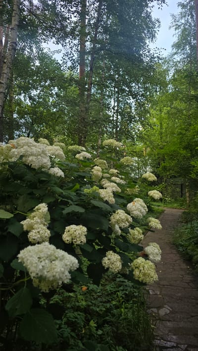 This is a vertical, eye-level, medium shot of a pathway winding through a lush, green forest with blooming white hydrangeas in the foreground. The pathway is made of irregular, flat stone slabs and is bordered by dense foliage and trees. The hydrangeas are in full bloom, forming large clusters of small white flowers against a backdrop of dark green leaves. The trees in the background are tall and slender, with a mix of birch and other deciduous trees. The sky is overcast, casting a soft, diffused light over the scene. The location is in Il’inskiy, Russia.