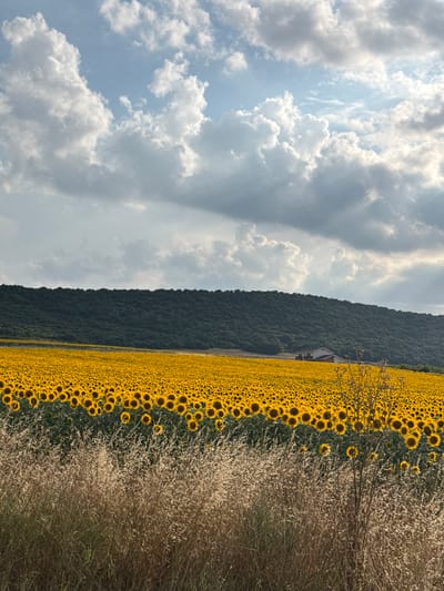 This is a vertical, eye-level shot of a vast sunflower field in Medovo, Bulgaria, under a cloudy sky. In the foreground, tall, dry grasses with a light brown hue dominate the bottom third of the frame. Behind the grasses, the sunflower field stretches horizontally across the middle ground, a dense carpet of bright yellow petals and dark centers. The sunflowers are mostly facing upwards, indicating it's daytime. A dark green, wooded hill forms the background, its dense foliage creating a textured wall. Two small buildings with white walls and brown roofs are visible nestled against the base of the hill, within the sunflower field. The sky above is a mix of pale blue and large, voluminous white and grey clouds. The lighting suggests it is daytime, likely late afternoon due to the soft, diffused light.