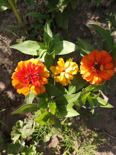 A close-up, overhead view captures three blooming zinnia flowers in a garden setting, likely in the city of Tavaksay, Uzbekistan. The flowers exhibit vibrant colors: two are a rich orange transitioning to red at their centers, and one is a bright yellow. Lush green foliage surrounds the blossoms, with some leaves casting dappled shadows on the earthy ground below. The soil appears dry and cracked in places, suggesting a sunny, possibly arid climate. No people or animals are visible in the frame. The scene is a snapshot of natural beauty in an outdoor environment.