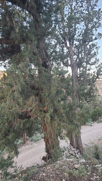 A horizontal outdoor shot depicts a mature juniper tree in Ziarat, Pakistan. The tree's trunk is thick and gnarled, with textured, peeling bark. The tree has dense, evergreen foliage, composed of small, scale-like leaves. In the background, a dirt road runs parallel to the tree's base, with sparse vegetation and rocky terrain along its edge. The sky is visible in the upper portions of the frame and appears clear.