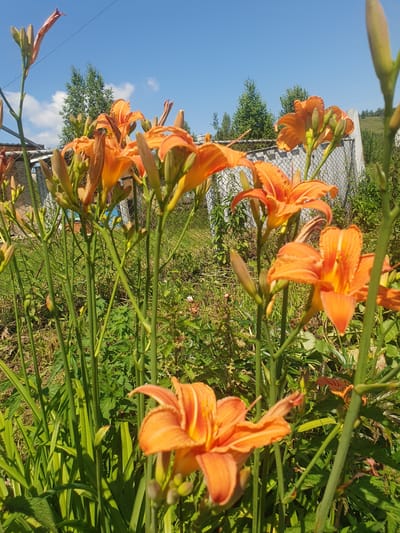 The image depicts a close-up view of several orange daylily flowers in bloom, set against a backdrop of a clear blue sky with scattered white clouds. The flowers are the primary subjects, with their vibrant orange petals and green stems dominating the foreground. The perspective is low, looking up towards the flowers and sky, suggesting the photo was taken from a ground-level position.
In the background, a chain-link fence is visible, with some concrete posts. Beyond the fence, there is lush green vegetation, including trees and bushes, indicating an outdoor setting, likely a garden or natural area. The lighting suggests it is daytime, with sunlight illuminating the scene and casting shadows.
The location is identified as Smorodinka, Russia. The overall impression is one of a sunny day in a rural or suburban area, with nature in bloom. There are no people or animals visible in the frame. The image is a still photograph, capturing a moment in time.