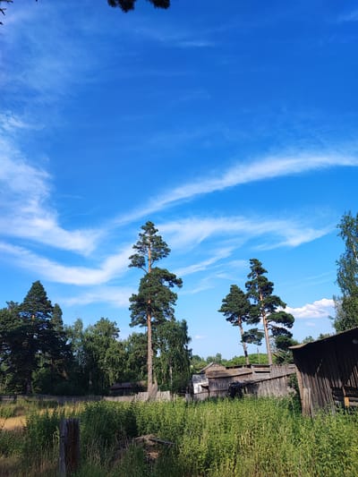 An outdoor, low-angle, vertical medium shot captures a bright, clear blue sky with scattered wispy white clouds. Tall pine trees with dark green needles punctuate the scene, with several reaching towards the sky, their branches spread wide. In the middle ground, a collection of old, weathered wooden structures with corrugated metal roofs are visible, some appearing dilapidated. A rustic wooden fence runs horizontally across the image, separating the foreground from the midground. The foreground is filled with tall, green grass and foliage, with a weathered wooden post in the lower left corner. The overall impression is one of a rural or semi-rural setting on a sunny day.