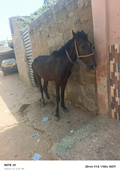 The scene depicts a dark bay horse standing on an uneven dirt and concrete surface in what appears to be an alley or side street within Gwale, Nigeria. The horse, visibly emaciated with ribs protruding, faces right and is positioned against a light brown concrete block wall. It wears a simple rope halter and a colorful fabric neckband. To the horse's right, the wall transitions to a section with multi-colored rectangular tiles and a pinkish-brown painted corner.
In the background to the left of the horse, a corrugated metal gate, painted light grey, is visible within the concrete block wall. Further left and behind the gate, a yellow car with "1404" visible on its rear license plate is parked under a shaded structure. The ground beneath and around the horse is primarily dirt and rough concrete, littered with scattered pieces of blue and white plastic debris. Overgrown green vegetation extends over the top of the concrete block wall in the upper left background. The scene is illuminated by strong overhead sunlight, casting distinct shadows. No people are visible.