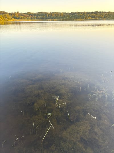 The image captures a serene lake scene in Chikino, Russia. The foreground shows the clear, shallow water of the lake, revealing a dense bed of submerged aquatic plants and reeds. The sunlight filters through the water, illuminating the underwater vegetation. The middle ground is dominated by the calm, reflective surface of the lake, with subtle ripples. In the background, a lush, green forest stretches along the horizon, its dense foliage reflecting the soft glow of the setting sun. The sky above is a pale yellow, indicating either dawn or dusk. No people or animals are visible in the frame.