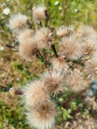 The image shows a close-up, top-down view of a cluster of dried thistle seed heads. The seed heads are spherical and fluffy, with many fine, feathery hairs in shades of beige and light brown. Some darker, spiky structures are visible within the fluff, likely remnants of the flower. The background is out of focus, displaying a mix of dry, brownish-yellow vegetation and patches of green foliage, suggesting an outdoor environment. The lighting is natural and appears to be daylight, casting subtle shadows. The scene is devoid of any human presence or activity. Based on the typical flora and environments of Rushcliffe, United Kingdom, this image could have been taken in a park, field, or roadside verge within the borough.