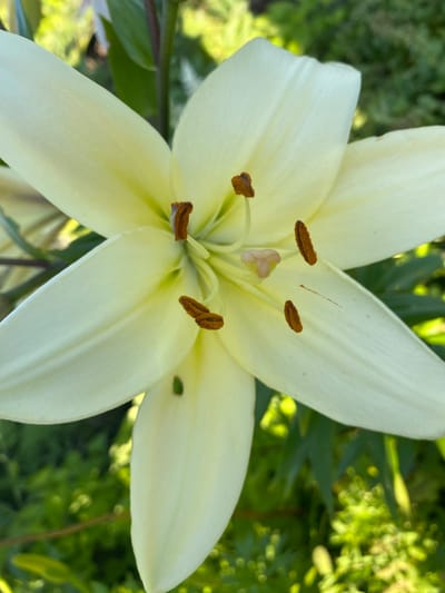 This is a close-up, overhead shot of a pale yellow lily flower blooming in an outdoor setting. The lily has six petals, which are broad and slightly curved, with delicate veins visible. In the center of the flower are several prominent stamens, each tipped with brown anthers containing pollen. A lighter colored pistil is also visible in the center. The background is a blur of green foliage, suggesting a garden or natural environment. The lighting indicates it is daytime, likely sunny due to the bright illumination and some dappled light. There are no people or text visible in the image. The location context is Vasylky, Ukraine.