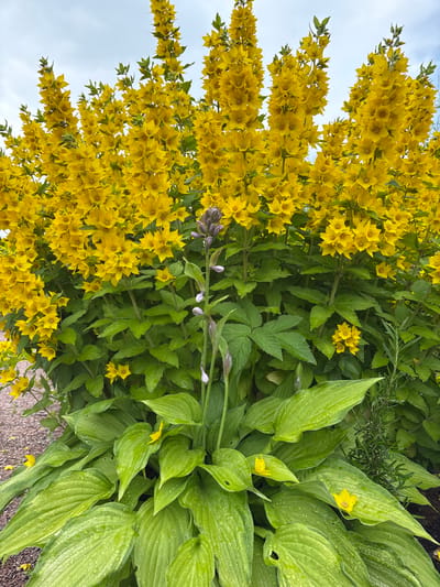 This media file features a close-up view of a garden scene in Kiskelovo, Russia. The primary subjects are two types of plants: a tall, dense cluster of bright yellow flowers, likely Lysimachia punctata (Dotted Loosestrife), and a collection of large, lush green hosta leaves. The yellow flowers are abundant, forming cascading spikes that fill the left and upper portions of the frame, contrasting with the broad, veined leaves of the hostas which occupy the right side.
Interspersed among the hostas are smaller, star-shaped yellow flowers, possibly from a different species, and some unopened purple buds on slender stems. The foliage appears slightly wet, suggesting recent rain or dew, adding a glistening texture to the leaves. The overall setting is an outdoor garden, with hints of gravel on the ground in the lower right corner. The sky, visible in the upper left, is overcast, indicating a cloudy or possibly a bright but diffused day.
There is no visible text in the image. The scene evokes a sense of natural beauty and the flourishing growth of a garden, likely during the warmer months when these plants are in bloom. The focus is entirely on the flora, capturing the vibrancy of the colors and the detail of the plant structures. The perspective is from a low angle, looking upwards towards the blooming flowers and sky, and then down towards the hosta leaves and ground.