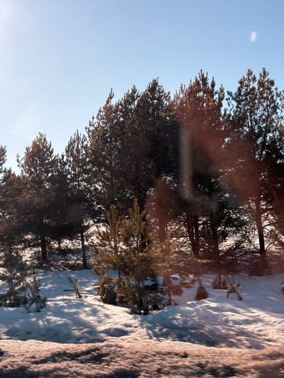 The image displays a snow-covered forested area in the city of Povarenki, Russia, under a clear, bright blue sky with visible sunlight. A dense collection of coniferous trees, identified as pines, occupies the middle and background, ranging from mature, dark-foliaged specimens to smaller, lighter-colored saplings. The ground is entirely covered by white snow, exhibiting varied textures and shadows cast by the trees. No individuals, human or animal, are present. The extreme foreground shows a blurred, brownish-orange area, suggesting the image was captured from a moving perspective, possibly adjacent to a road.