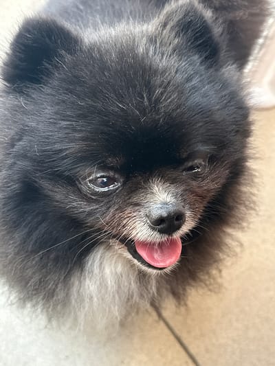 The image is a close-up, eye-level shot of a black and white Pomeranian dog's face. The dog is panting with its pink tongue hanging out. Its fur is black on its head and back, transitioning to white on its chest and muzzle. The dog's eyes are dark brown and appear slightly watery. The background is blurred and appears to be a neutral, indoor surface, possibly a tiled floor. There is no discernible location in the city of Воронежское-2, Russia, or any other environmental context provided by the image itself.