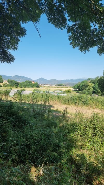 An outdoor, vertical shot captures a rural landscape under a clear, bright blue sky. The foreground is dominated by dense, green foliage, with sunlight casting shadows and highlighting patches of dry grass. Beyond this, a field stretches out, dotted with structures that appear to be agricultural greenhouses, some covered in white material and others in netting. In the middle ground, trees and bushes form a natural boundary. Further in the distance, a village or town with buildings and visible utility poles is nestled against rolling hills that rise to form a mountain range in the background. The overall impression is one of a sunny day in a rural setting, likely in a temperate climate given the vegetation. The image does not show any people or specific landmarks that would definitively pinpoint the location to Sant Joan les Fonts, Spain, beyond the general description of a rural landscape with mountains and vegetation.