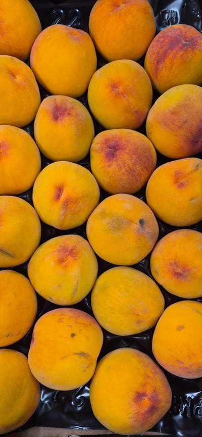 The image displays a close-up, top-down view of a tray filled with ripe peaches. The peaches are predominantly yellow with some areas of red blush. They are arranged in a grid-like pattern within a black, molded plastic tray, which has indentations and ridges characteristic of fruit packaging. The lighting is even, highlighting the fuzzy texture of the peaches' skin. The background is dark and out of focus, emphasizing the fruit. There are no people or visible signs of a specific location within Navalcarnero, Spain, as the image solely focuses on the arrangement of the peaches within their packaging.