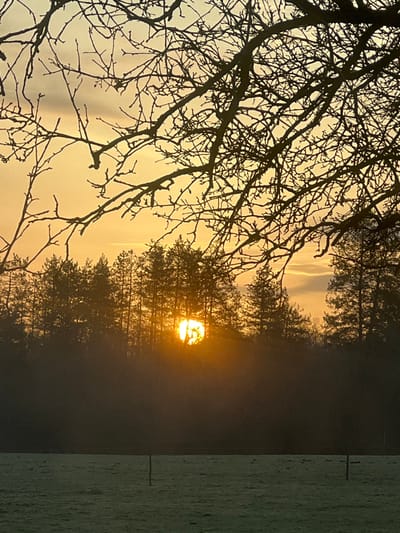 The image displays a rural landscape, likely at sunrise or sunset, situated in Касапите, Bulgaria. The upper two-thirds of the frame show a sky exhibiting warm yellow and orange gradients, with faint cloud formations at the horizon. Numerous intricate, bare tree branches, silhouetted against the bright sky, dominate the upper portion of the frame, extending from the top and sides.

A dense line of silhouetted coniferous trees, consistent with pines, forms the midground. The sun, a bright golden disc, is partially obstructed by these trees in the central-left area, producing a pronounced lens flare and radial light rays. The foreground consists of a flat field covered in low-lying, green-grey vegetation, indicative of frost or dew. Two dark, slender vertical posts are visible in the foreground field, one positioned slightly left-of-center and another further right, suggesting boundary markers. No individuals or dynamic actions are depicted within the scene.