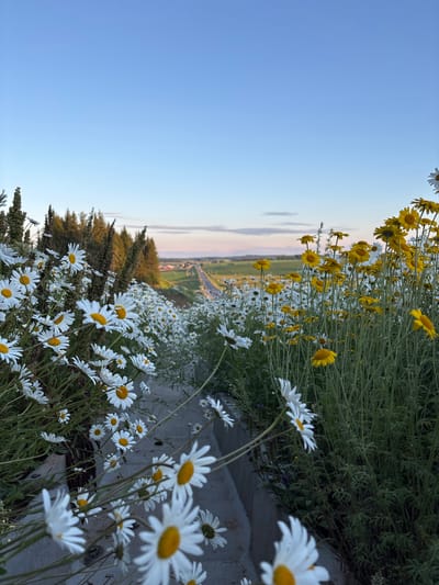 The image displays a field of white and yellow daisies, with some flowers in sharp focus and others blurred in the foreground and background. The daisies are abundant and densely packed, creating a vibrant carpet of blossoms. A pathway, possibly a road, is visible in the distance, winding through a landscape of green fields. The sky is a clear, soft blue, suggesting fair weather and a daytime scene. The image is oriented vertically, with the sky occupying the left side and the flowers and landscape on the right. The lighting indicates it is likely late afternoon or early evening, casting a gentle glow on the scene. The overall mood is serene and natural. No people or text are visible in the image. The provided location context is Bol'shaya Sosnova, Russia.