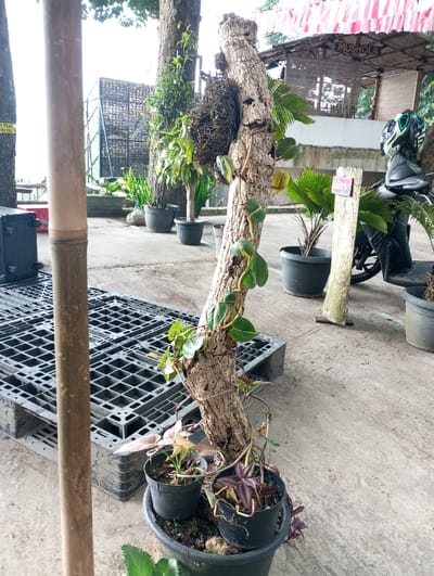 The image presents an outdoor scene on a concrete surface in Gadog, Indonesia, featuring an arrangement of natural elements and man-made objects. In the immediate foreground, a vertical bamboo pole is positioned on the left, partially obscuring a stack of black plastic pallets. Adjacent to the pallets, a large black planter pot contains a rough, light-colored tree stump or log. A vine with green, heart-shaped leaves is wrapped around this stump, and a hanging basket made of natural fibers is attached near its top. Within the large pot, two smaller black pots hold different plants: one with light green and pinkish leaves, and another with dark purple and striped leaves.
In the midground, several additional potted plants are visible, including a tall, slender tree and a fan palm. To the right, a black scooter is parked, with a green and black helmet resting on its seat. A light-colored wooden post stands upright next to the scooter.
The background features a wooden structure with a thatched roof, bearing a sign that reads "MUSHOLA." Red and white striped banners or decorations are suspended above this structure. To the left in the background, a dark metal fence or screen is visible, along with a partial sign attached to a tree that appears to read "POLICE USE." No individuals are present in the scene, and no specific actions or interactions are depicted.