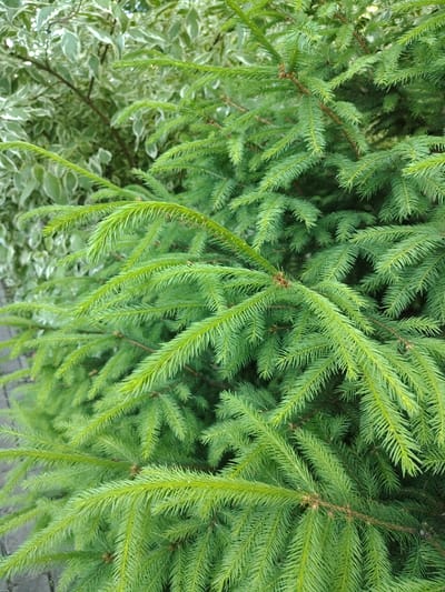 The image is a close-up, overhead view of lush, green fir tree branches. The needles are densely packed and appear vibrant, with some slight variations in shade indicating new growth or differences in light. The branches are arranged in a somewhat chaotic but natural pattern, filling the frame.
In the background, out of focus, is foliage from another plant, likely a shrub or a tree, with variegated leaves. These leaves are a mix of green and white, creating a dappled effect against the darker green of the fir. The background foliage is softer and less defined, providing a contrast in texture and color to the sharp needles of the fir.
The lighting suggests it is daytime, with natural light illuminating the scene. There are no people or discernible objects in the image, only the plant life. The focus is entirely on the textures and colors of the foliage. The setting appears to be outdoors, in a garden or park, given the presence of two different types of plants. The overall impression is one of natural abundance and verdant growth. There is no visible text in the image. The location context provided is Kolomyia, Ukraine.