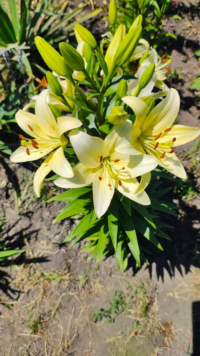 In Zhytomyr, Ukraine, a close-up, high-angle shot captures a cluster of pale yellow lily flowers with prominent orange-brown stamens. Several buds, still tightly closed, are interspersed with the blooms. The lilies are situated in a garden bed, with dark soil and dry grass visible in the foreground and background. Sunlight casts shadows of the lily leaves onto the ground. The overall scene depicts a vibrant display of blooming lilies in an outdoor setting.