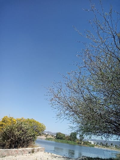 The image displays an outdoor scene in La Venta, Mexico, under a clear, bright blue sky. A tranquil body of water, likely a lake or large pond, stretches across the midground, reflecting the blue sky. In the lower left foreground, a low border constructed of light-colored, irregularly shaped stones is present. Behind this border, a large, dense shrub with prominent green stems and numerous small, bright yellow flowers is visible. A tree with a canopy of small green leaves and visible, thin branches occupies the right side of the frame, extending from the right edge towards the center and partially over the water. The far bank of the water body is lined with green reeds and other low vegetation. Beyond this vegetation, several white-walled buildings with white roofs are discernible. Distant hills or low mountains are visible on the horizon beneath the clear sky. No individuals, animals, or vehicles are present in the scene.