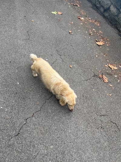 One cream-colored, long-haired dog is observed in the lower-center of the frame, positioned on a cracked asphalt surface. The dog's head is lowered towards the ground, indicating it is sniffing or investigating an area. Its tail is visible and curled upwards. The gray asphalt shows multiple linear cracks. Scattered dry brown and a few green leaves are visible on the ground, primarily in the upper right portion of the image. A dark, textured wall, possibly stone, is partially visible along the right edge of the frame. The scene is an outdoor setting, likely a street or pathway, located in Vevey, Switzerland. No other individuals or animals are present.