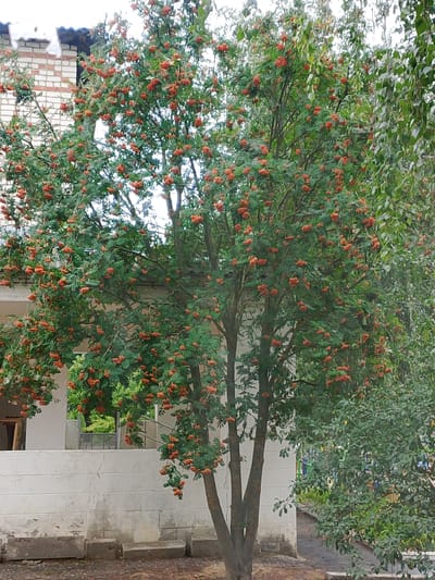 A medium shot captures a Rowan tree laden with bright orange berries, set against the backdrop of a white brick building in Zhirnovsk, Russia. The tree's branches are densely packed with clusters of berries and green leaves. To the left, the building features a white wall with a lighter colored brick facade and a section of a roof covered in snow. A white railing and steps are visible on the building's exterior. The ground is covered in what appears to be gravel or dirt, with some scattered debris. To the right of the Rowan tree, another tree with green foliage is present, partially obscuring the background. The sky is overcast, suggesting a cloudy day. There are no people visible in the scene.