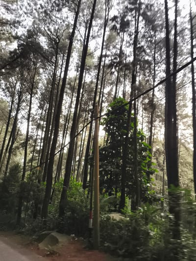 The image presents a dense forest scene, likely captured from a moving vehicle on a dirt or unpaved road. Tall, slender trees, appearing to be pines or similar conifers, dominate the frame, their dark trunks reaching upwards against a brightly diffused or overcast sky. The upper portions of the trees show sparse foliage, creating a high-contrast visual with the light sky.
In the mid-ground, a wooden utility pole or post is prominent on the right side, featuring a small red and white striped marker near its base. Dark lines, possibly electrical or communication wires, stretch horizontally across the middle of the image, interwoven with the tree trunks.
The lower part of the scene reveals lush green undergrowth, smaller leafy trees, and bushes lining the side of the road. A few rocks are visible in the foreground, adjacent to the road surface. The overall blur, especially in the background trees, suggests motion, indicating the photograph was taken from a moving perspective. The lighting implies either an early morning, late afternoon, or a heavily overcast day. The scene evokes a tranquil, natural environment, characteristic of a forested area in Babakan Madang, Indonesia. No people or discernible text are visible.