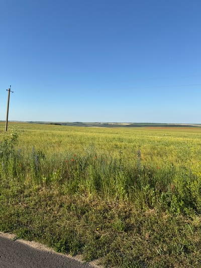 The image captures a rural landscape under a clear blue sky. In the foreground, a grassy roadside is visible with a variety of wildflowers, including red poppies and blue delphiniums, interspersed with tall green grasses. To the left, a utility pole stands, its dark pole contrasting with the lighter sky. Beyond the roadside, a vast, golden-green field stretches towards the horizon, dotted with more wildflowers. In the distance, rolling hills are visible, with patches of darker green foliage and lighter shades indicating cultivated land. The scene is serene and devoid of human presence. The location is identified as the city of Novoukrainka, Ukraine.