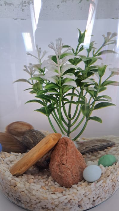 The image shows a close-up view of a fish tank. The tank contains a decorative artificial plant with green leaves and small white flowers. The substrate is composed of small white and beige pebbles. Among the pebbles are several decorative elements, including a reddish-orange rock, a piece of driftwood, and two smooth, colored spheres – one light blue and one light green. A small betta fish, with dark, fan-like fins and a visible eye, is partially obscured behind the driftwood and the reddish rock. The fish appears to be a dark grey or black color. The tank is filled with clear water, and bubbles are visible on the left side, suggesting aeration. The lighting in the tank indicates an indoor setting, possibly illuminated by artificial light or sunlight filtering through a window. The overall scene depicts a small, decorated aquatic environment, likely a home aquarium. No people are visible. No text is present in the image. The context of Krosno Odrzańskie, Poland, provides a geographical location but no specific visual cues within the image relate to this location.